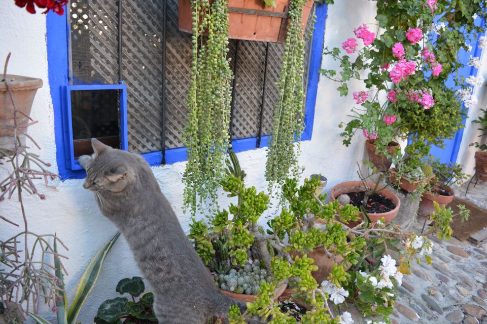 Cordoba: Patios & Flowers Private Walking Tour - Highlights