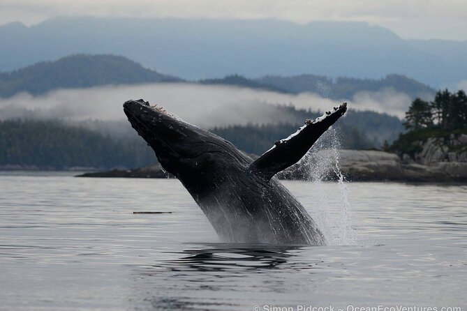 Cowichan Bay Half Day Whale & Wildlife Adventure - Participant Requirements