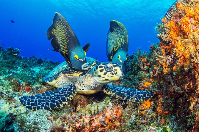 Cozumel 3-Hour Certified Scuba Diving Tour With Two Tanks - Equipment and Transportation