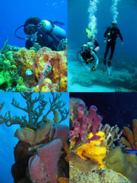Cozumel: Dive in the World's Second Largest Coral Reef - Experience Highlights