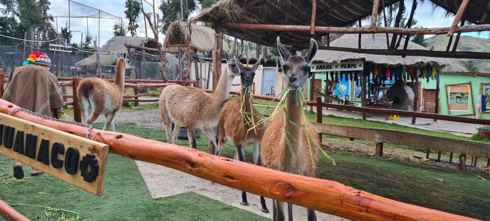 Cusco: Alpaca and Llama Farm Tour W/ Transfer & Weaving Demo - Booking Information