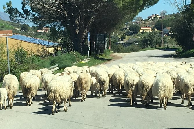 Daily Biking in the Rural Sicily - Captivating Landscapes Along the Route