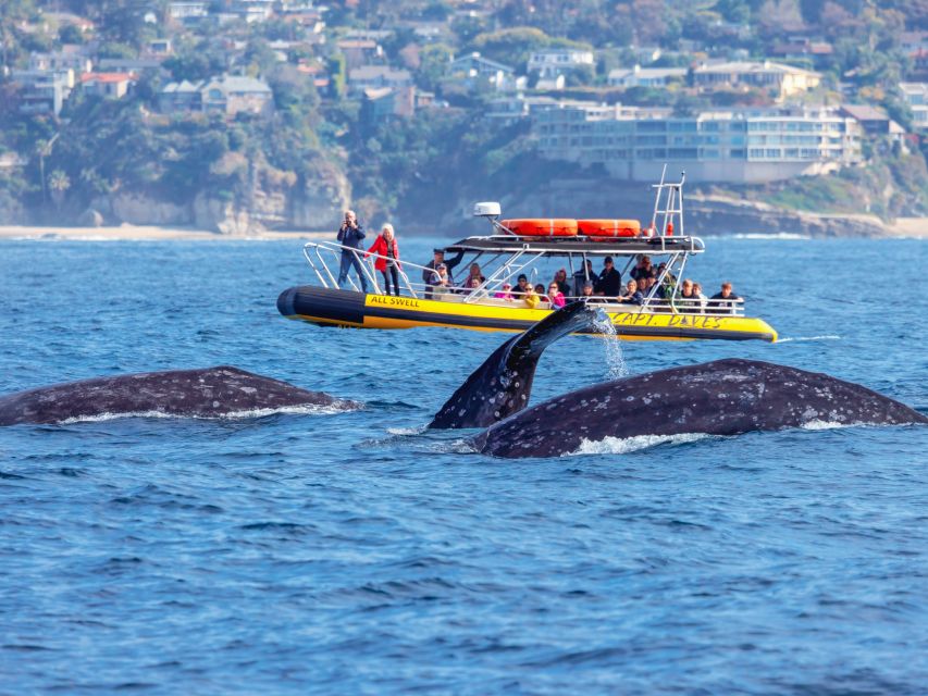 Dana Point Fast & Fun Zodiac-Style Dolphin & Whale Watching - Experience Highlights