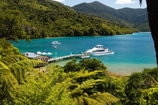 Day Cruise & Lunch at Punga Cove Resort - Pricing and Booking Information