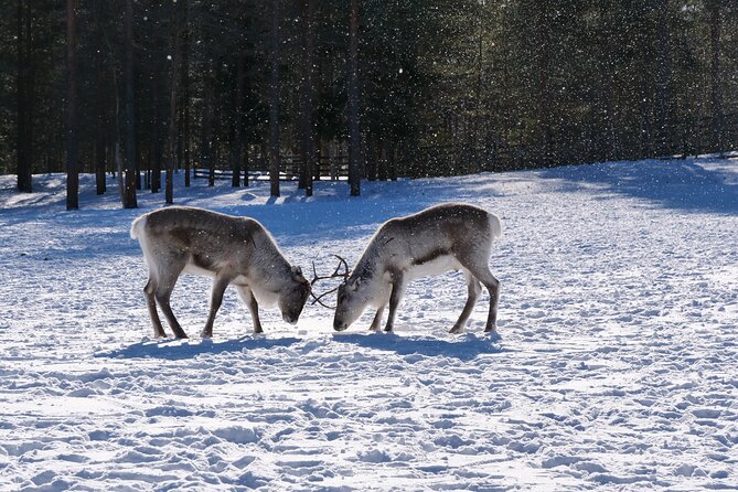 Day in Inari - Siida Museum, Open Fire Lunch & Reindeer Farm - Reindeer Farm Experience