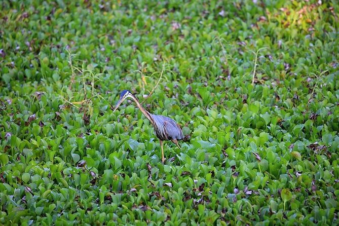 Day Tour to Anawilundawa Wetland Sanctuary - Inclusions in the Package