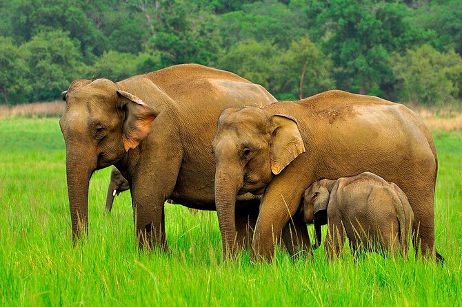 Day Tour to Minneriya National Park,Sigiriya & Dambulla From Kandy - Experiences