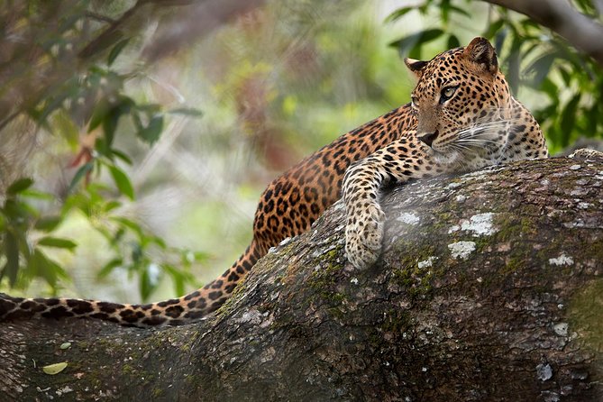 Day Tour to Wilpattu National Park From Colombo - Booking Information