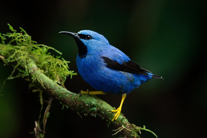 Deluxe Private Bird Watching Tour Manuel Antonio - Booking Information