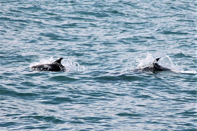 Deluxe Whale Watching and Whales of Iceland Exhibition Combo From Reykjavik - Booking and Logistics