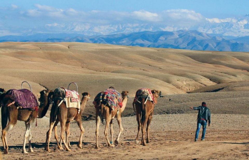 Desert Dreams: Camel Ride & Dinner Show in Agafay - Experience