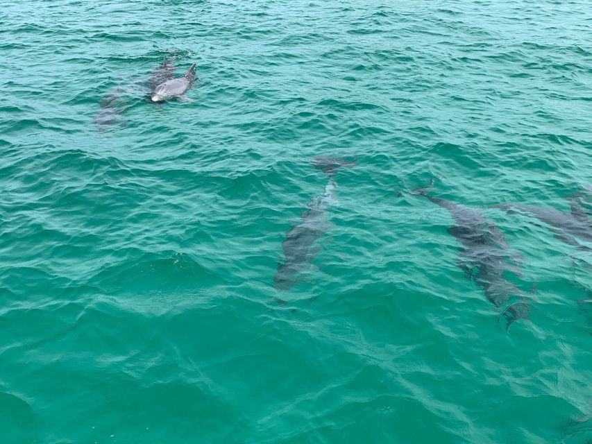 Destin: Snorkeling and Dolphin Watching Cruise - Experience Highlights
