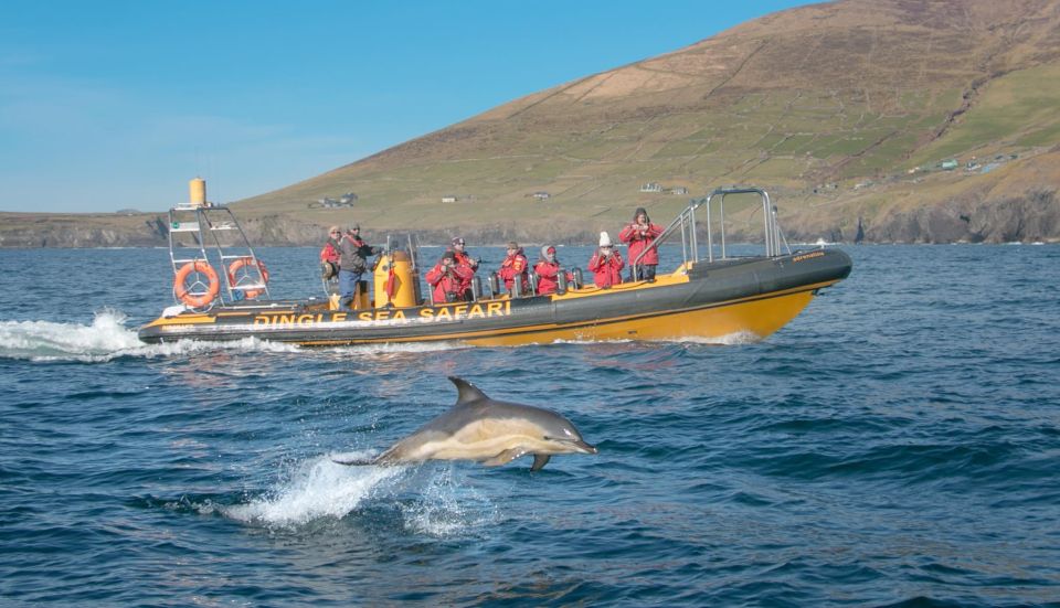 Dingle Sea Safari Rib Ride - Highlights of the Ride