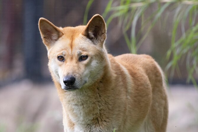 Dingo Experience at Healesville Sanctuary - Excl. Entry - Accessibility Information