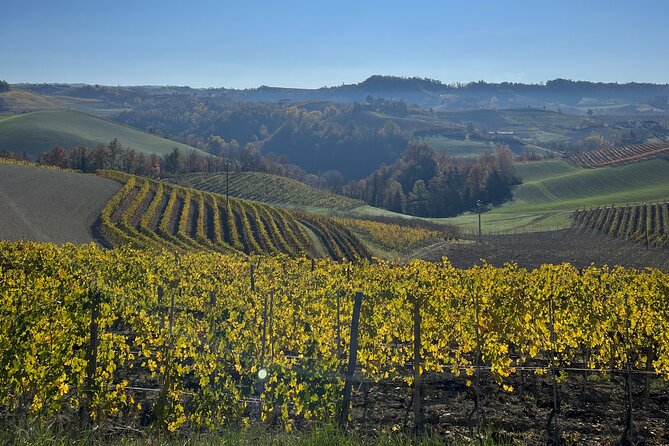 Discover Brunello Wines With Diwine Experience - Expert Guided Wine Tasting