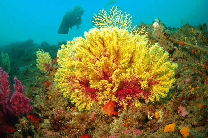 Discovery Scuba Diving Taormina & Isola Bella - Underwater Exploration in Taormina