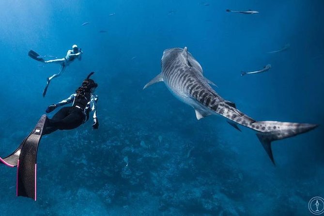 Dive With the Sharks, Moorea and Tahiti - Logistics