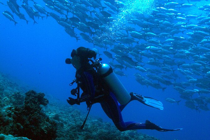 Diving Day - Dive Company Excellence and Guides