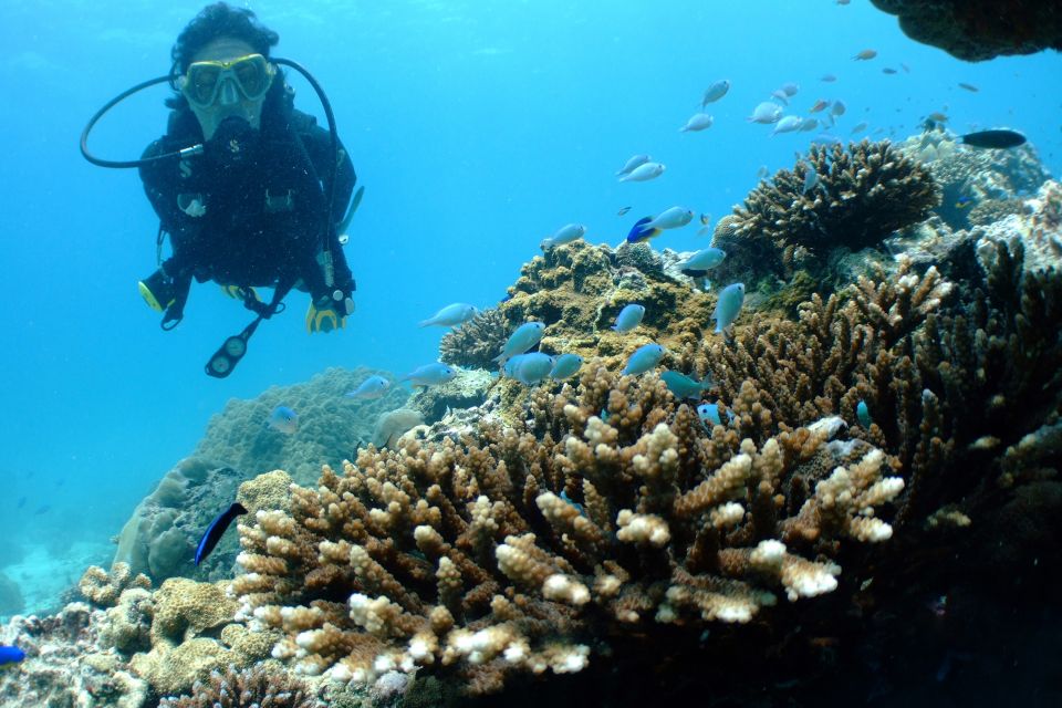 Diving Santa Marta & Tayrona for Certified Divers (2 Tanks) - Diving Experience