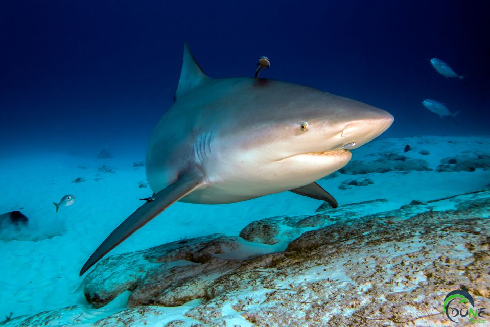 Diving Trip With Bull Sharks in Playa Del Carmen - Experience Highlights