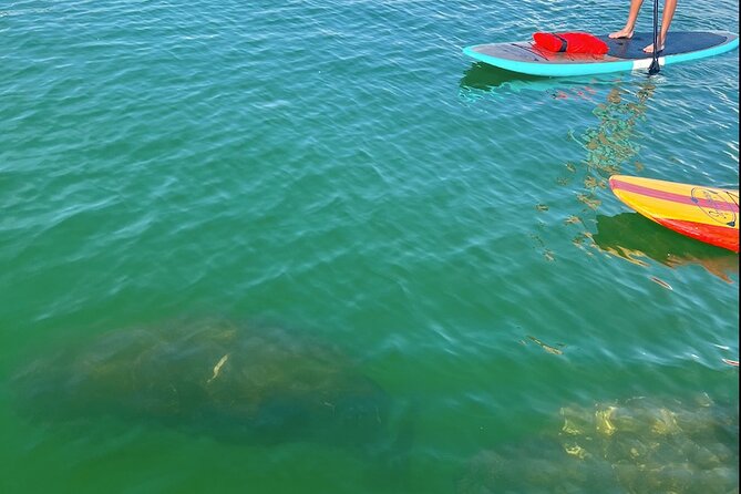 Dolphin and Manatee Tour of Marco Island by Kayak or SUP - Cancellation Policy