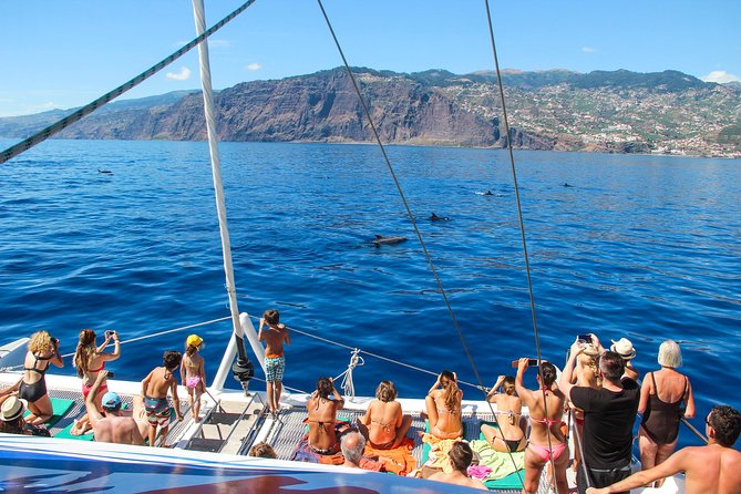 Dolphin and Whale Watching Catamaran Cruise From Funchal - Booking Confirmation and Requirements