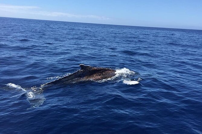 Dolphin and Whale Watching in La Restinga - Departure Details