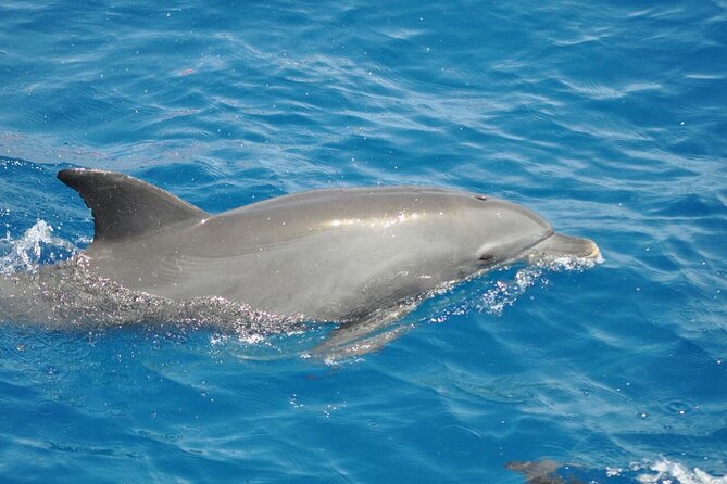 Dolphin Tour & Banana Boat Fun With Snorkeling From Hurghada - Booking Information