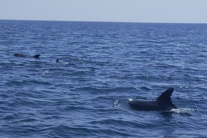 Dolphin Watching and Boat Tour in Sesimbra - Onboard Experience Details