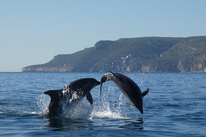 Dolphin Watching and Tour in the Arrábida Natural Park - Itinerary Details