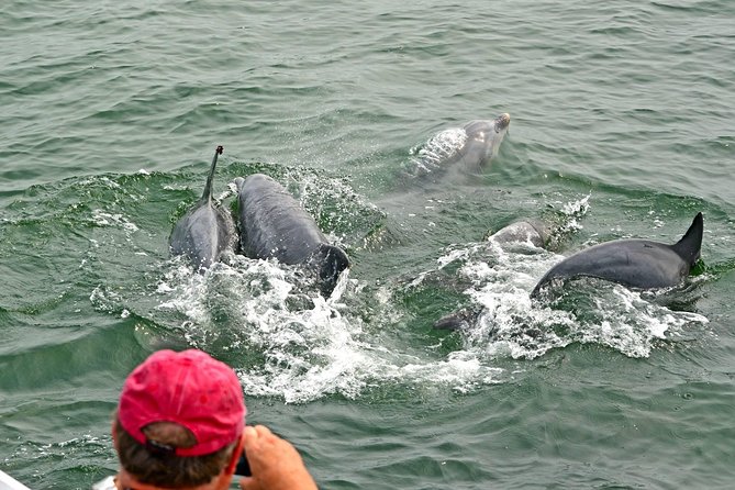Dolphin Watching Around Cape May - Dolphin Pods Observation
