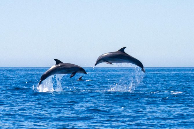 Dolphin Watching From Lagos - Health and Accessibility
