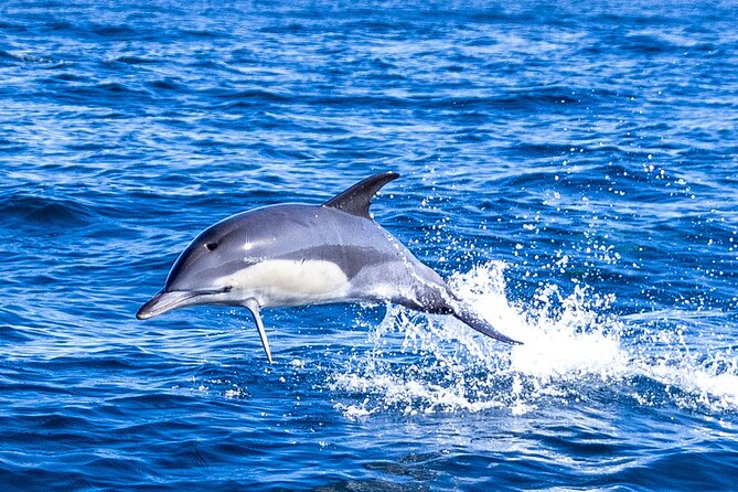 Dolphin Watching in Lisbon - What To Expect