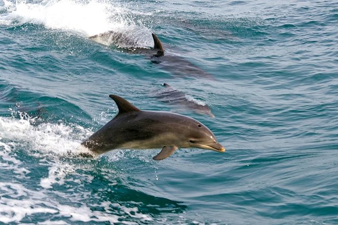 Dolphin Watching Sydney Tours Port Stephens Private Tour - Tour Inclusions