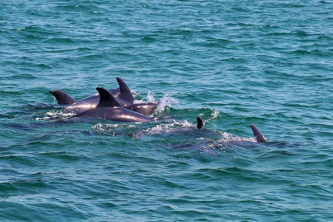 Dolphin Watching Tour by Catamaran From Lisbon - Inclusions