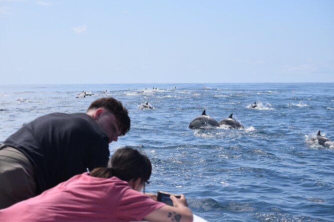 Dolphin & Whale Watching - On-Board Experience