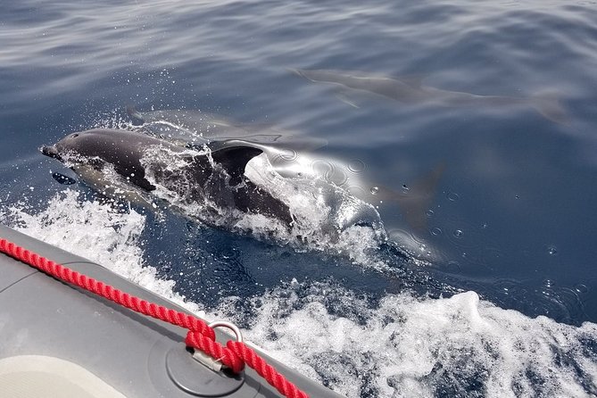 Dolphins and Caves Albufeira Marina Tour - End Point & Cancellation Policy