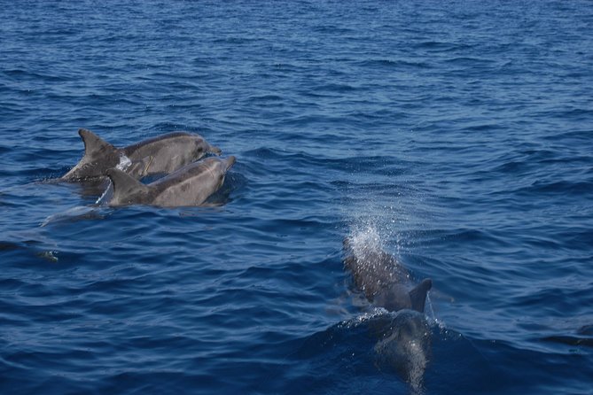 Dolphins Watching and Coastal Catamaran Sailing Cruise - Catamaran Cruise Highlights
