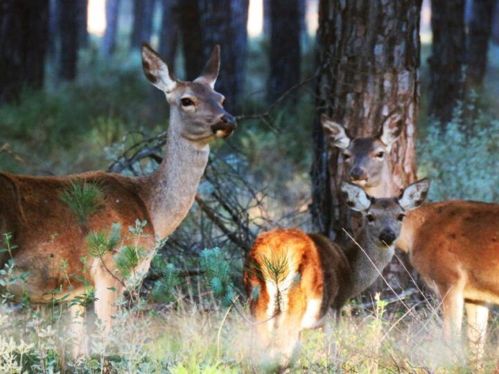 Doñana National Park: 2-Day Tour From Seville - Key Tour Inclusions