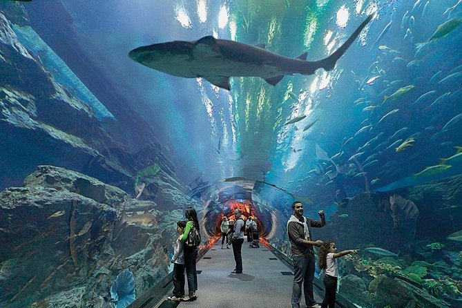 Dubai Aquarium and Underwater Zoo Combo Ticket - Inclusions With the Combo Ticket