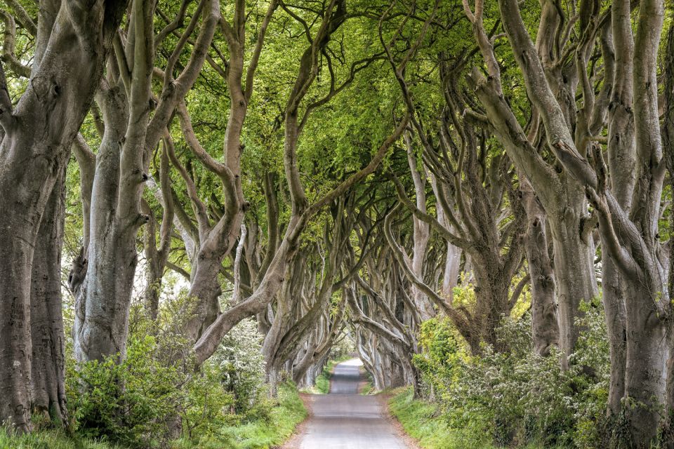 Dublin: Giants Causeway, Dark Hedges, Dunluce & Belfast Tour - Tour Highlights