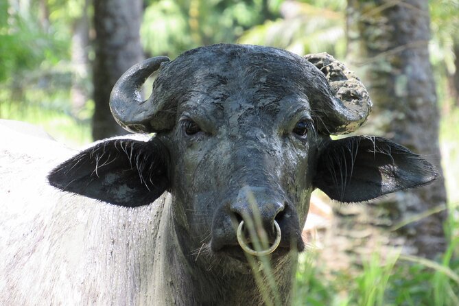 Eco Farm Tour & Water Buffalos - Inclusions and Policies