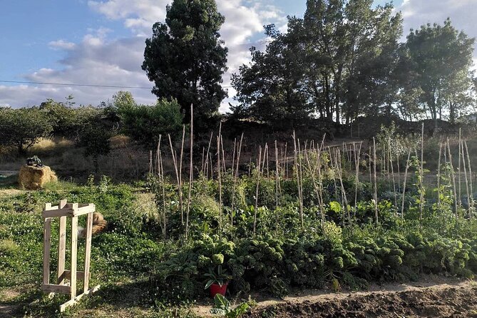 Educational Visit of a Certified Organic Micro Farm in Trancoso - Meeting and Pickup Information