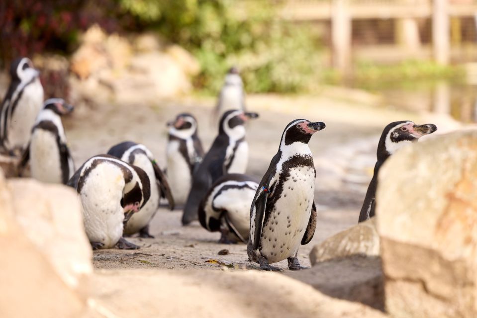 Eindhoven: Dierenrijk Zoo Entry Ticket - Experience Highlights