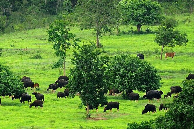 Elephant and Animal Watching in Kuiburi National Park - Join Afternoon Tour - Booking and Pricing