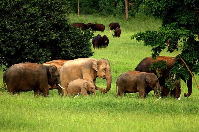 Elephant and Wildlife Watching in Kuiburi National Park - Private Afternoon Tour - Traveler Experience