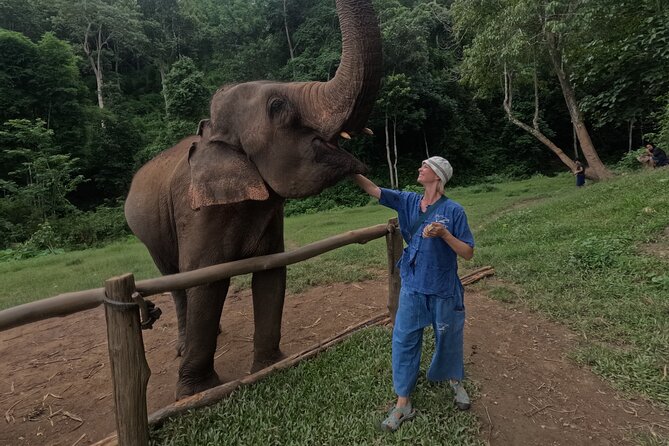 Elephant Care Program at Chiangmai Elephant Care - Pricing and Pickup Details