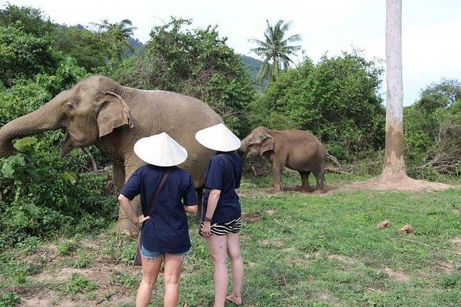 Elephant Nature Care, the Largest Elephant Sanctuary on Koh Samui - Memorable Experiences and Activities