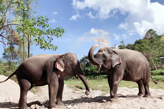 Elephant Sanctuary and Doi Inthanon Small-Group Day Trip  - Chiang Mai - Cancellation Policy