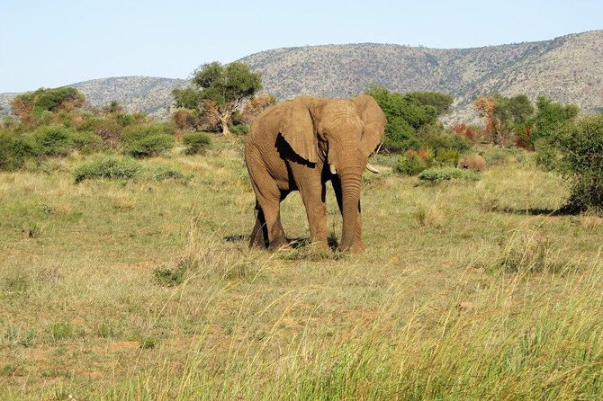 Elephant Sanctuary Tour From Johannesburg or Pretoria - Tour Details